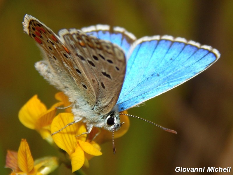 Parco del ticino : incontri del 23/8/14